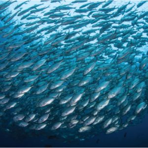produits de la mer