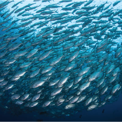 Seafood